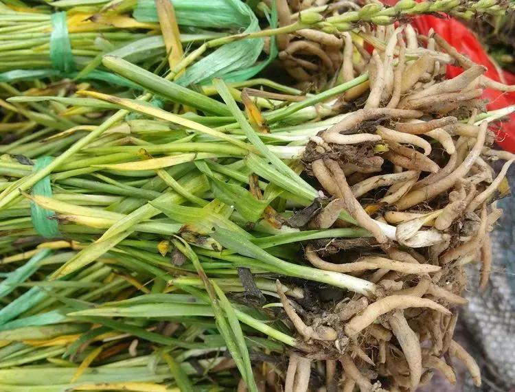 有一种炖汤特别香的草根,农村炖肉的植物