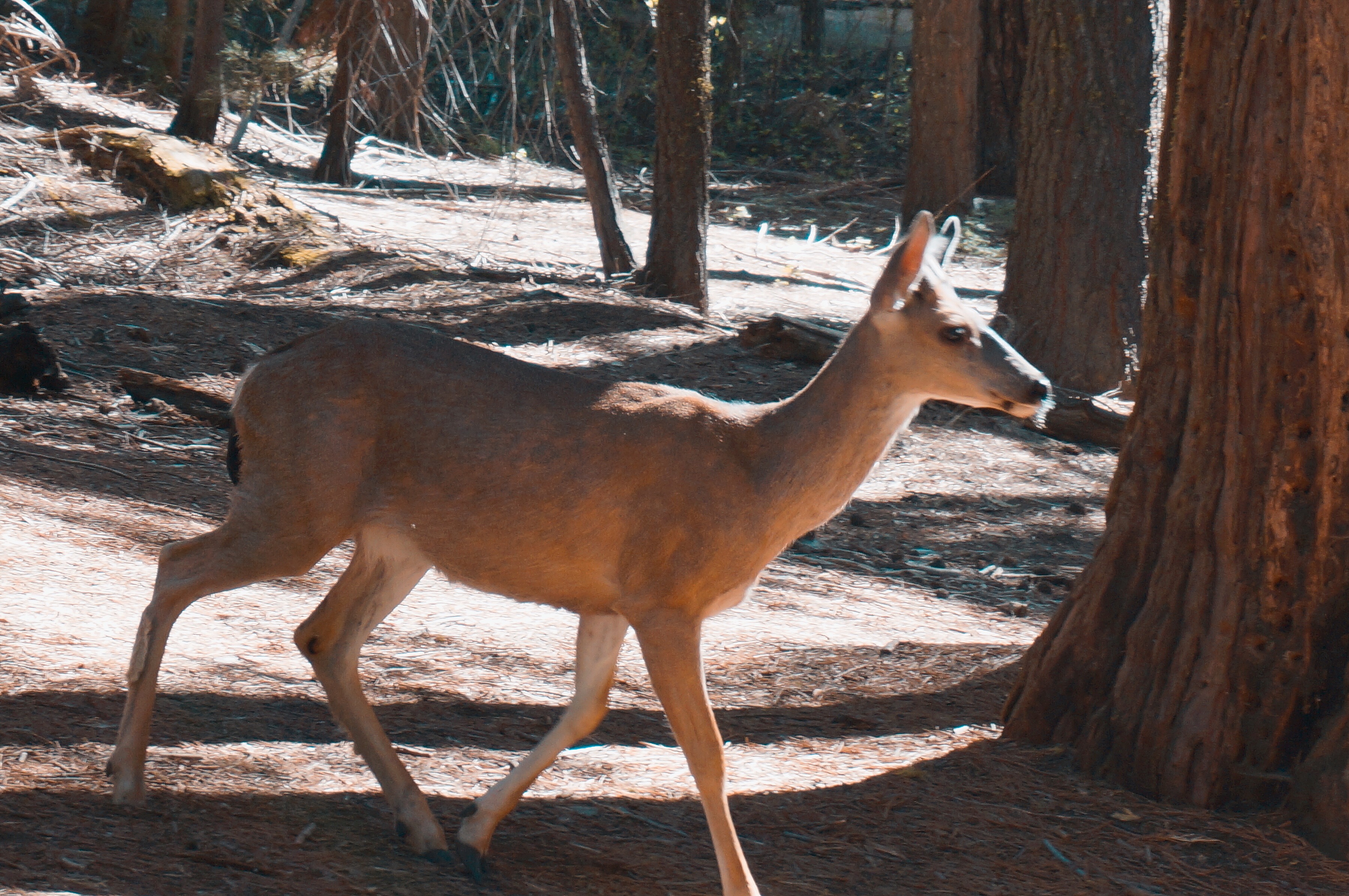 优胜美地的酋长岩,优山美地公园酋长岩