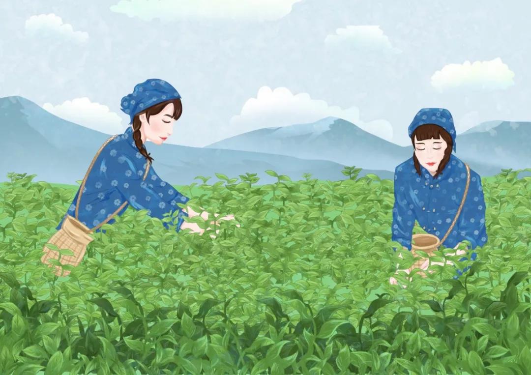 普洱茶属于无公害还是绿色食品,普洱茶安全