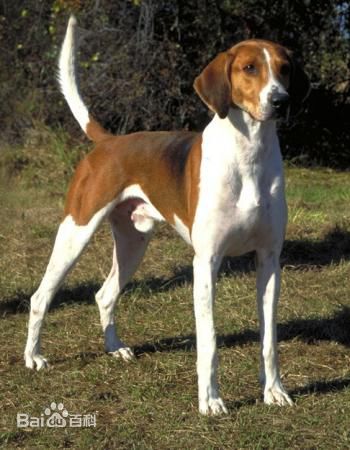 宠物狗大全免费观看,什么狗最好养又听话又聪明大型犬