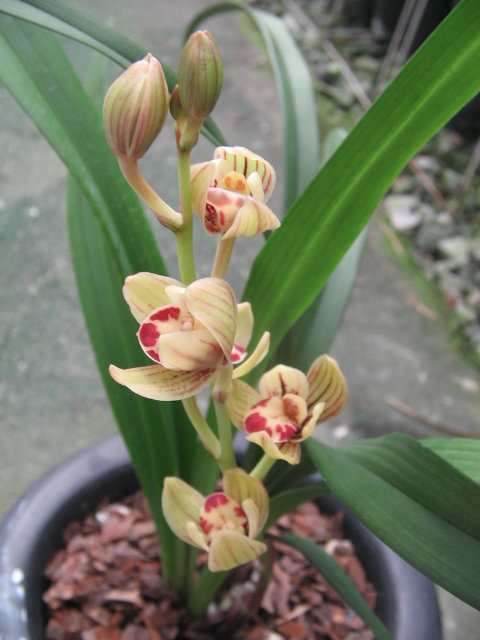 建兰哪个品种开花时间长,建兰哪个品种最香且花期长