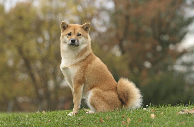 养狗的时候一定要注意这几个问题，不然可能会让狗狗恨你