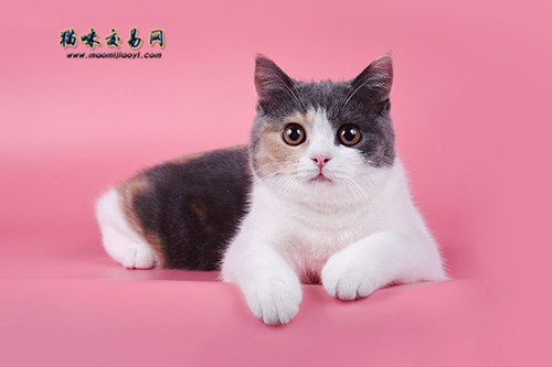 纯种英国蓝猫母猫多少钱,纯种英国短毛银渐层猫价格