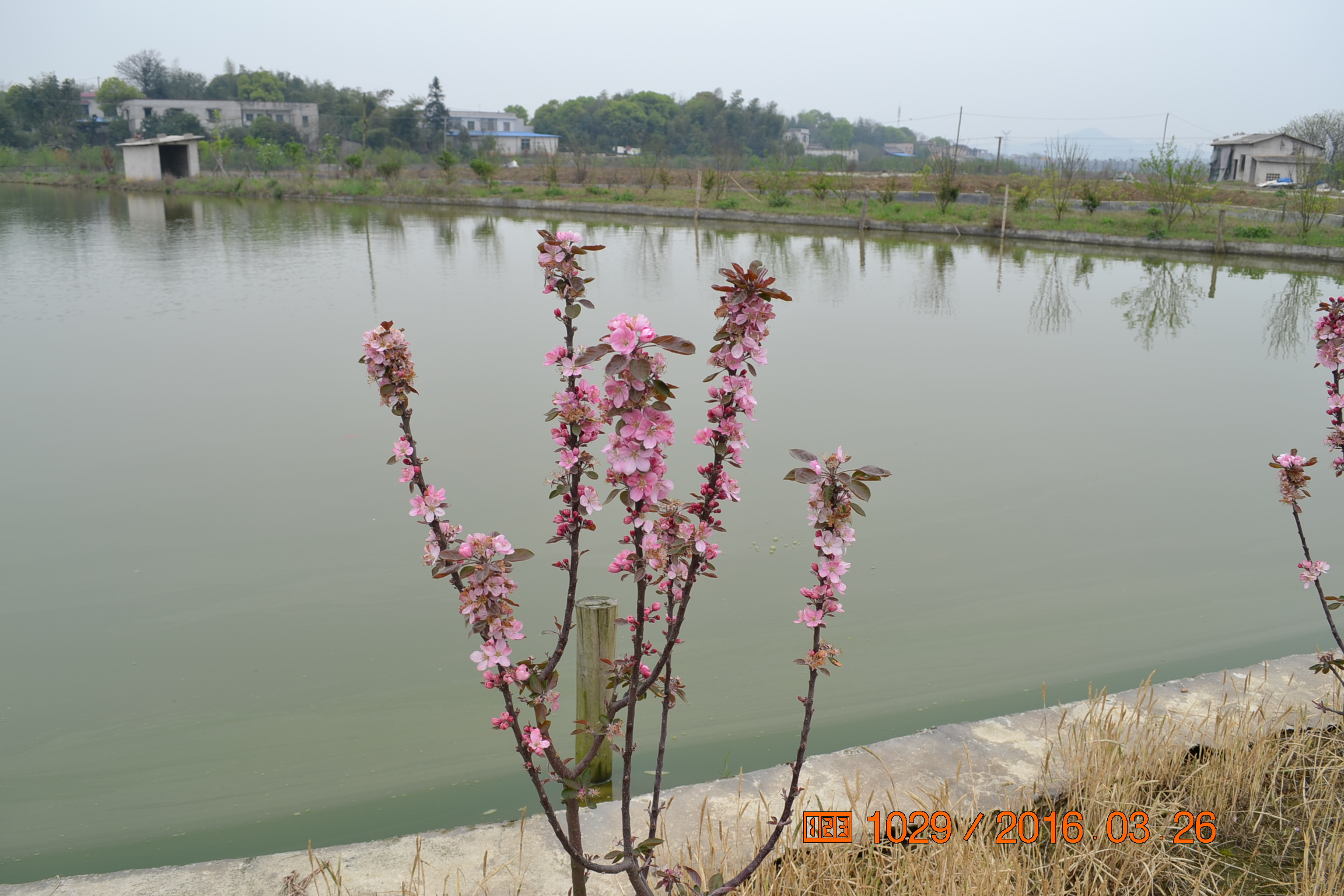 湖南最好的锦鲤养殖基地,湘潭锦鲤养殖