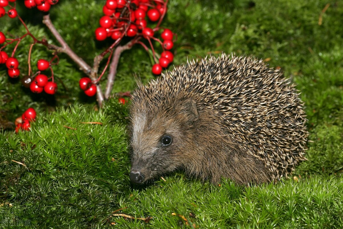 刺猬原则是什么意思,刺猬原则的意思