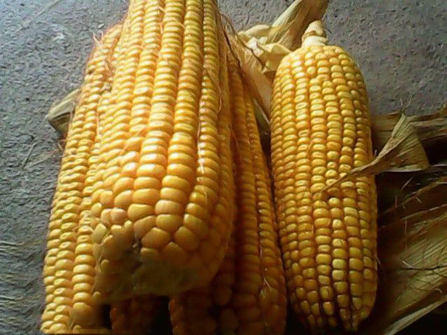 用玉米钓鱼总是空军,为什么用玉米老是钓鲤鱼