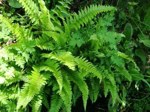 地上长的蕨类,长得像虫子的蕨类