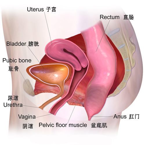 产后骨盆修复是不是盆底肌修复,产后修复盆底肌和骨盆修复怎样做