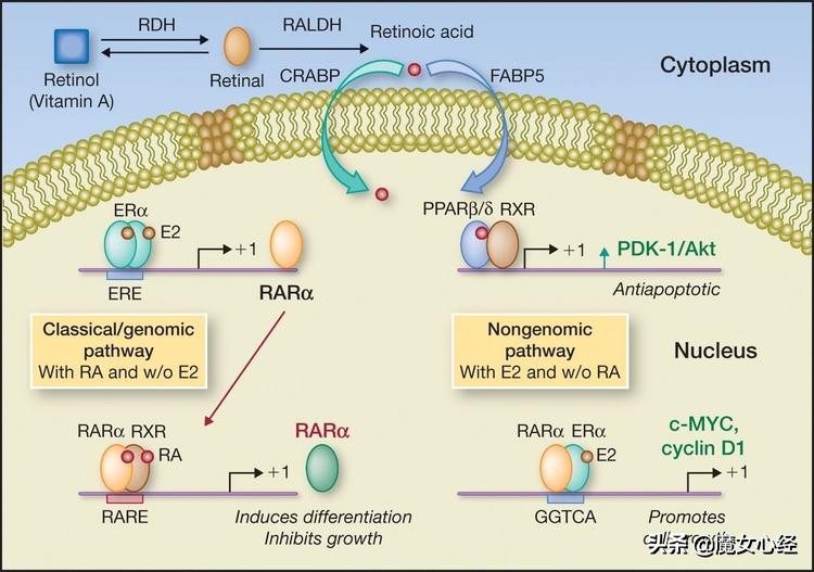 这样使用A醇产品，既能抗皱淡纹，又不伤害皮肤