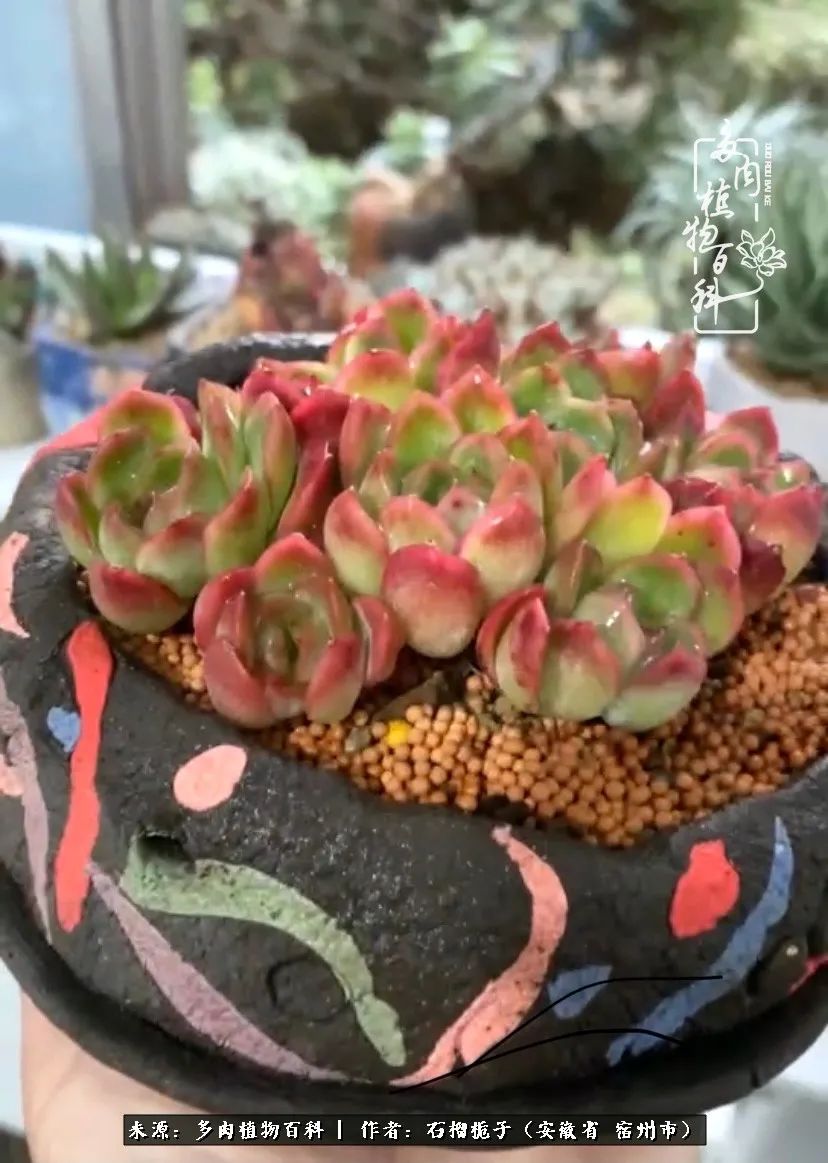 治愈系多肉：何以解忧，唯有多肉