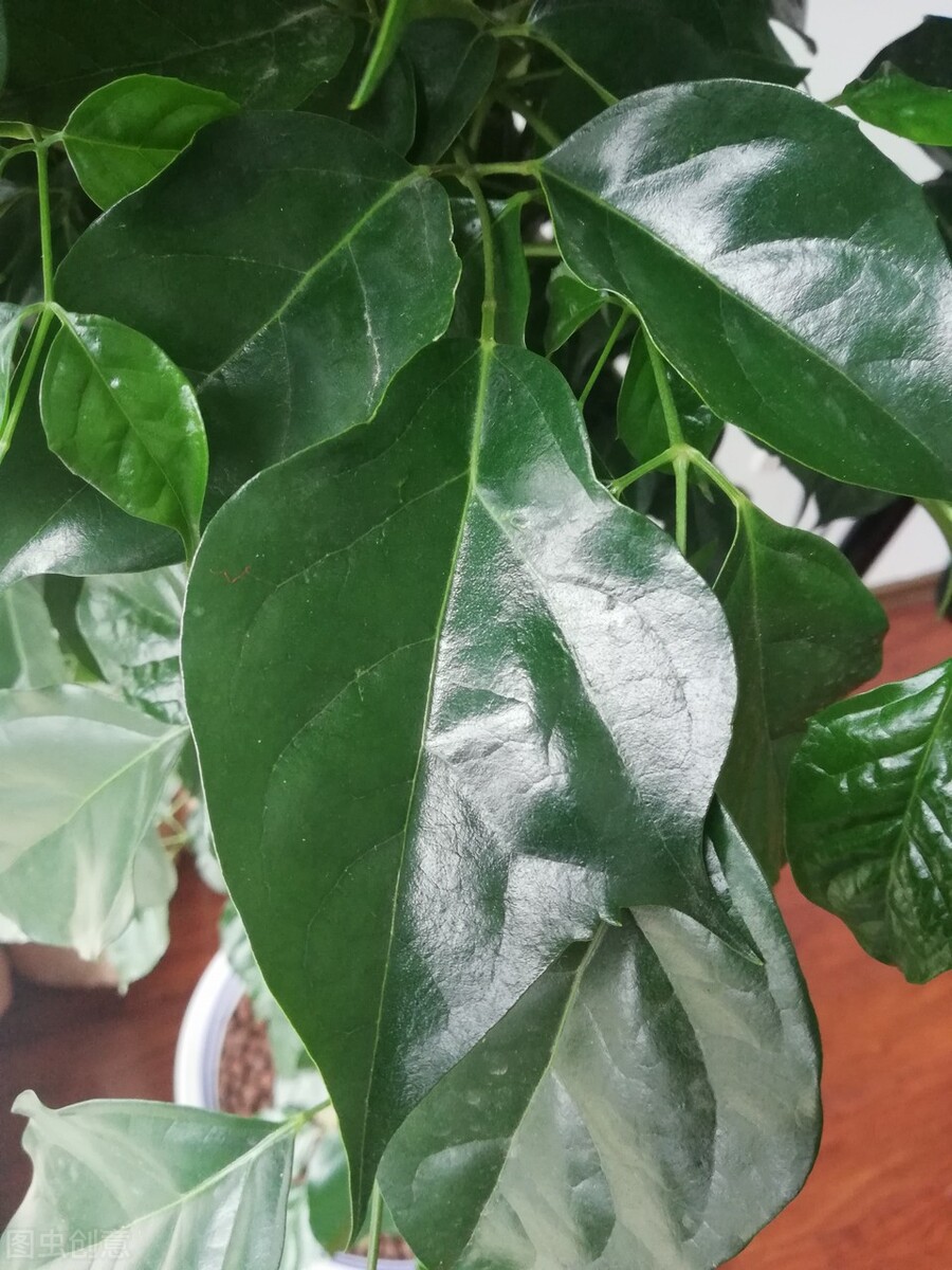 养什么植物晒不死又不怕冻,北方冬天适合养的花草耐寒耐冻