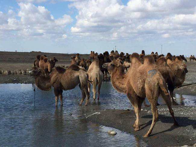 为什么在沙漠里要小心骆驼的尸体,为什么在沙漠里见到死骆驼不能碰