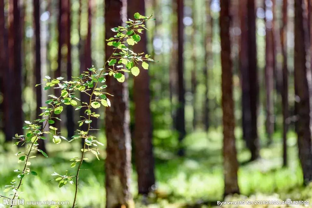轻音乐最好听的十首完整版,世界上最好听的轻音乐