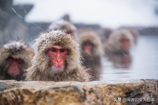 长野好玩的地方,日本长野旅游攻略