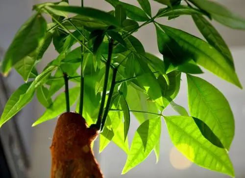 装饰高级感家里绿植推荐,室内装饰花卉及盆景植物