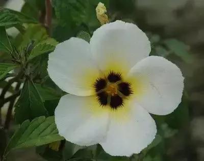 摄影艺术100种花的花语太全了,100种花卉和花语