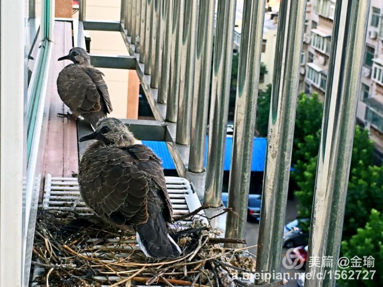 四只小鸟的故事视频,四只白鸟的故事