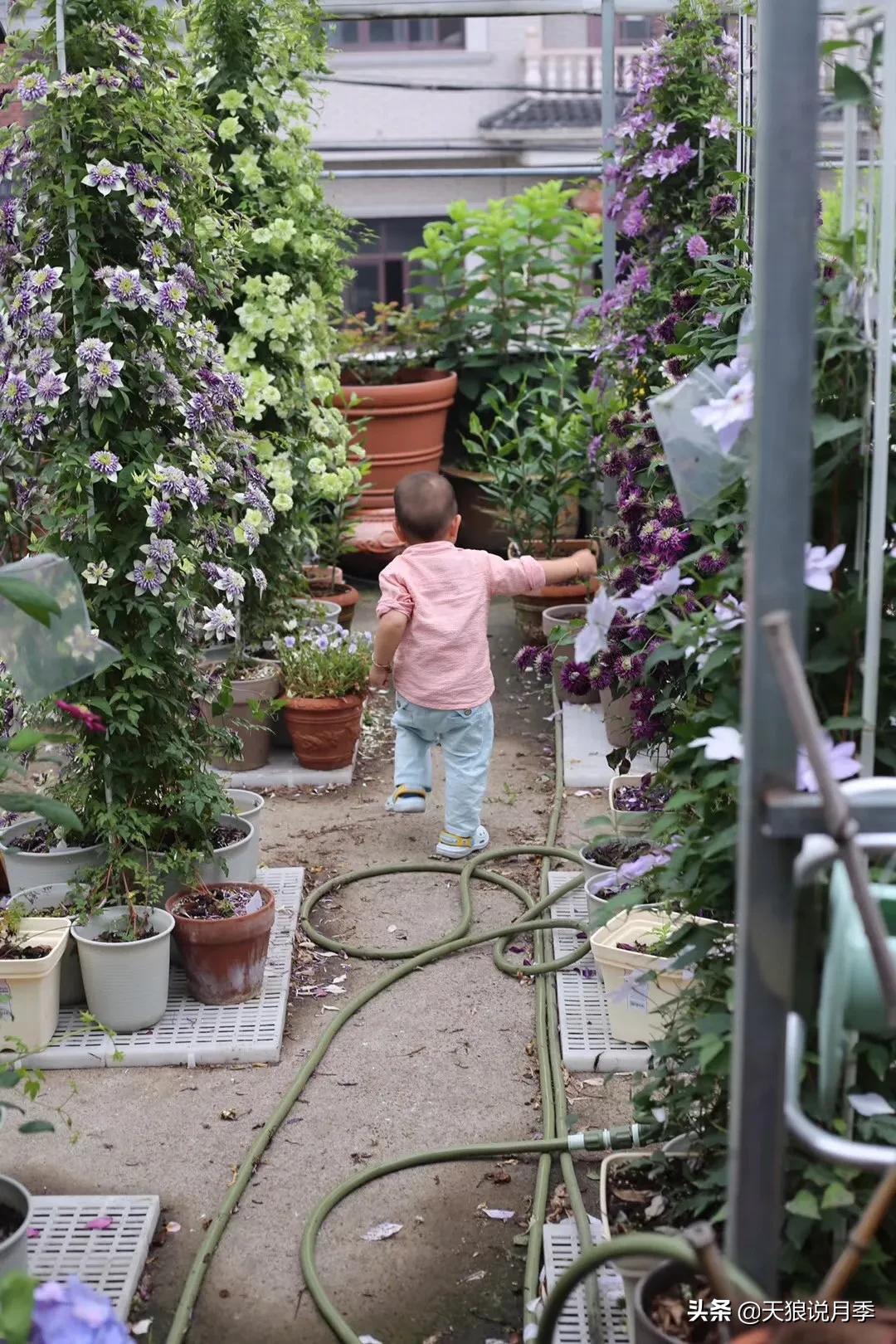 别人做梦都想要的花墙，他早就用铁线莲实现了