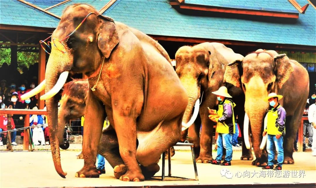 彩云之南版纳行,版纳之旅看大象