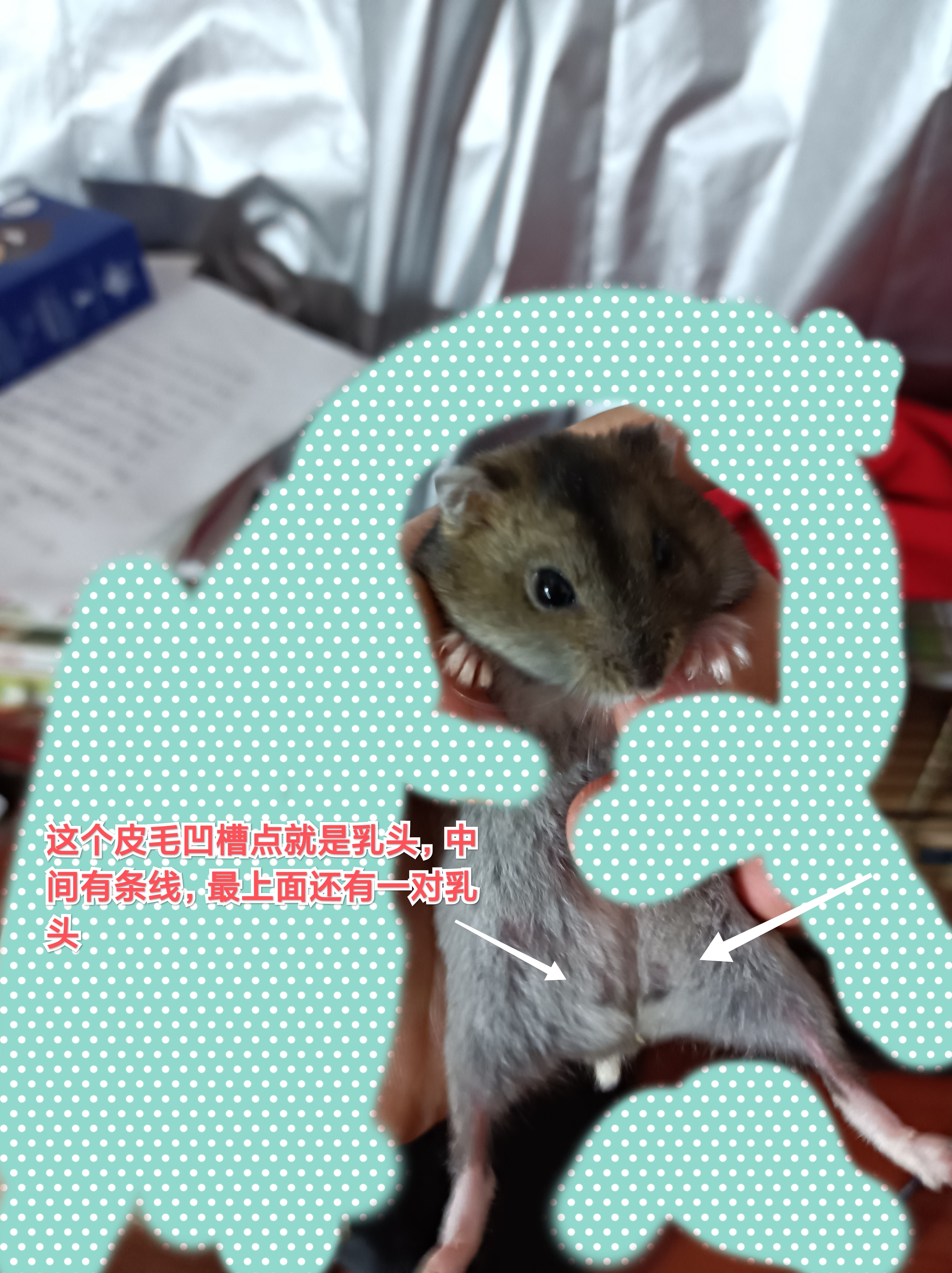 养仓鼠新手入门必知合集,哪个品种的仓鼠容易生崽