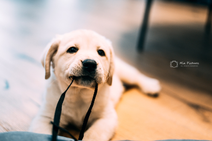 在米拍聚众吸猫吸狗是一种怎样的体验？