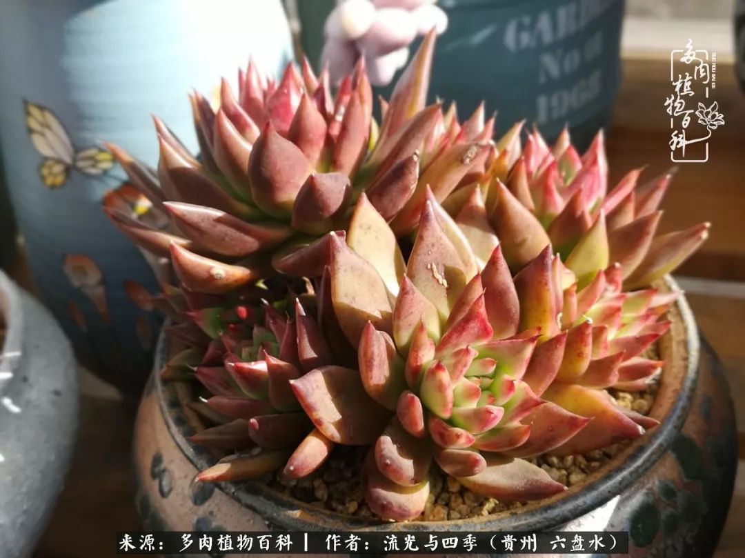 养多肉这几点新手必要知道,在养多肉的路上越走越远