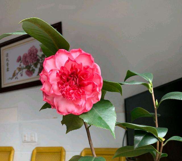 茶花的种植与养护方法,现在移栽茶花季节