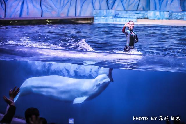 来珠海亲子必打卡景点，人工飘雪海洋动物表演，最适合周末亲子游