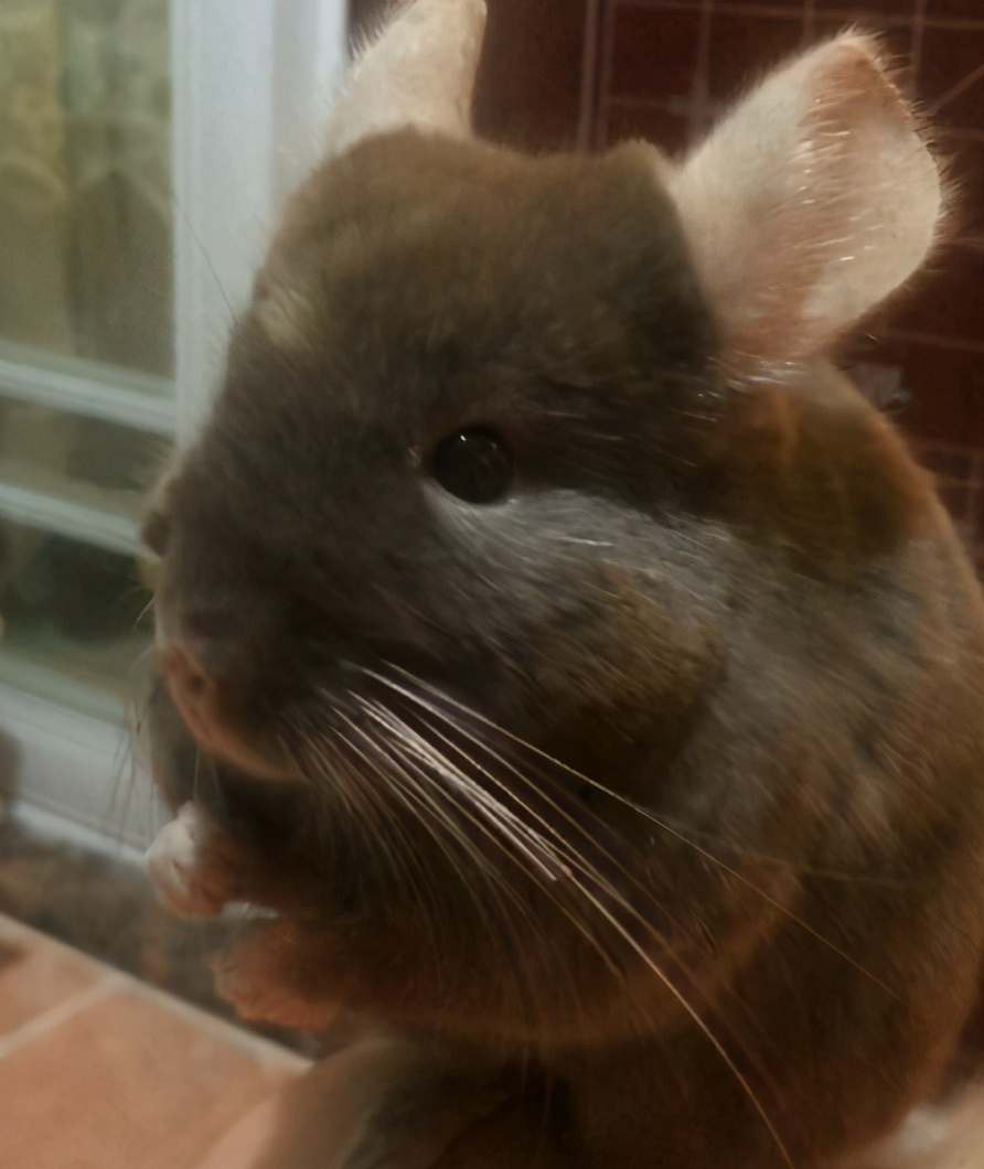 宫崎骏龙猫抱着小龙猫 (有一种可爱叫宫崎骏眼里的龙猫)