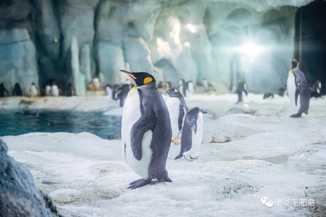 一天珠海长隆最全游玩攻略,最新的珠海长隆游玩攻略