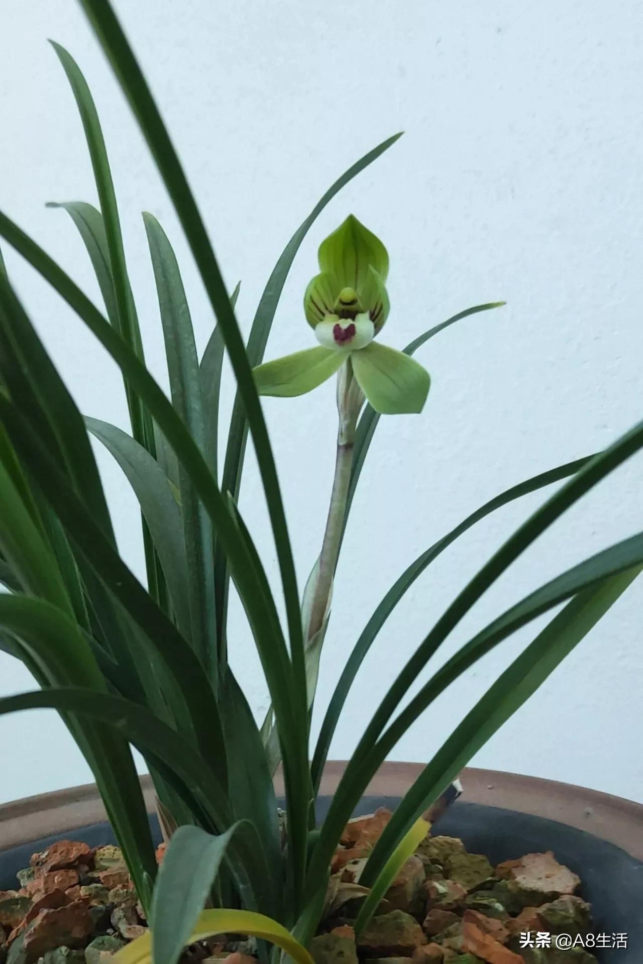 每日一品栏目,每日一品七律