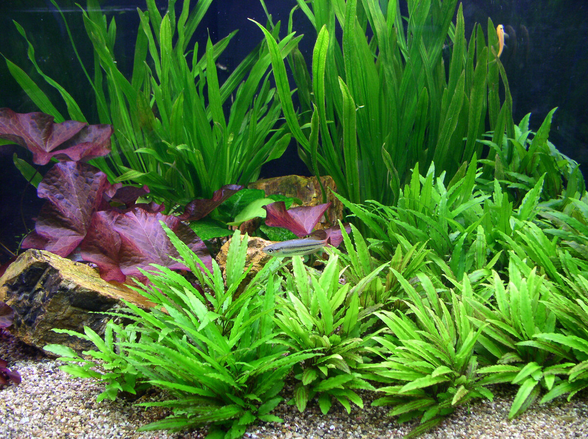 鱼缸养什么水草好养能净化水质,适合新手在鱼缸中养殖的水草
