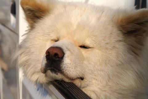 日本网红狗狗去世,日本狗死了