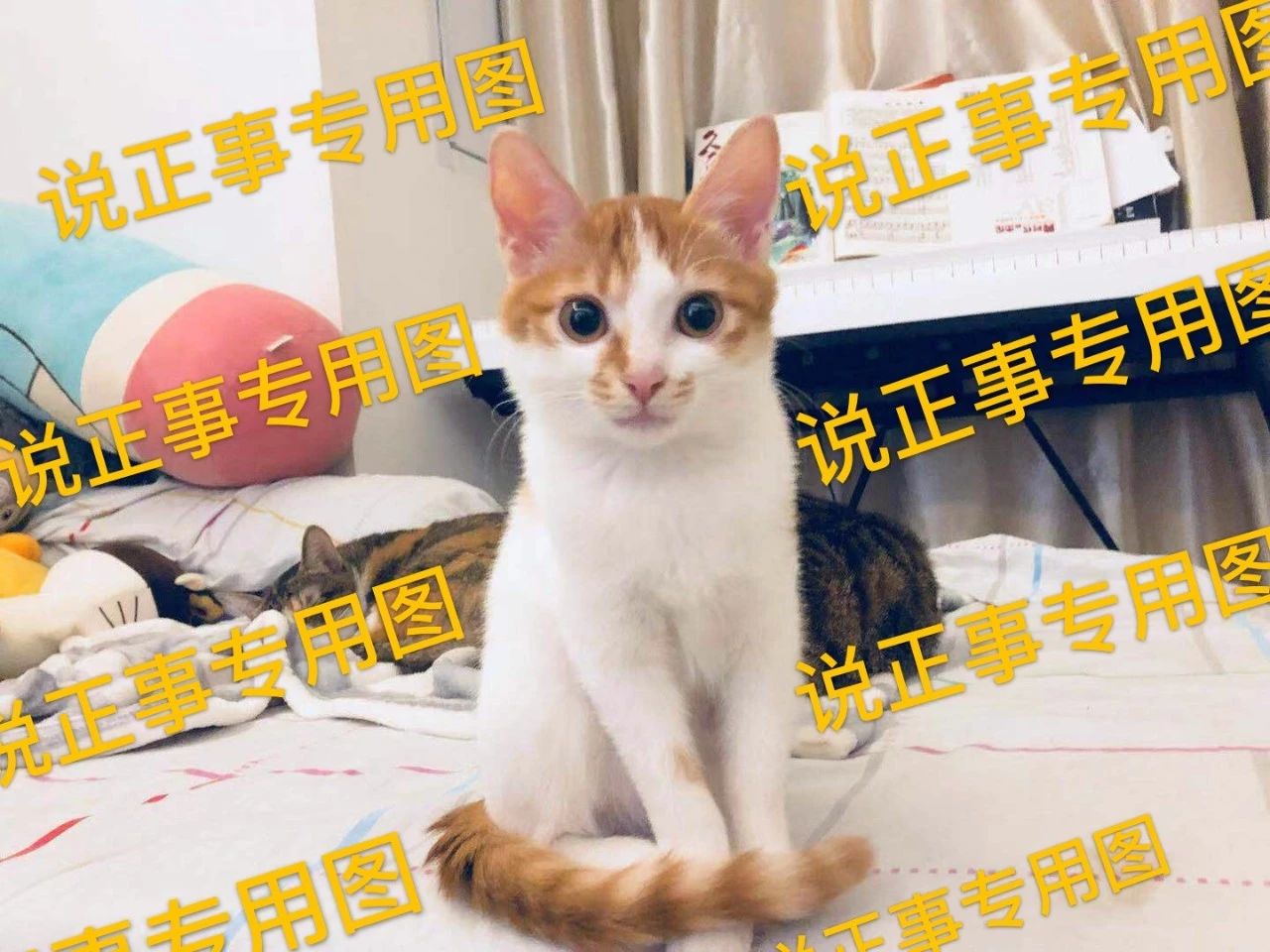 猫咪尿不出来可以吃什么药,猫咪尿不出来了要吃阿莫西林吗