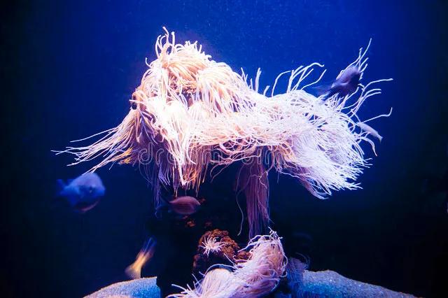 带你们看一下神奇的海底世界,高清60帧海底世界