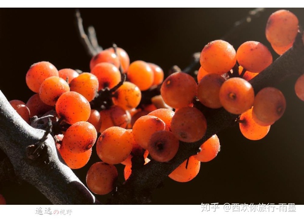 *疆新**瓜果攻略最好的季节配最美味的水果