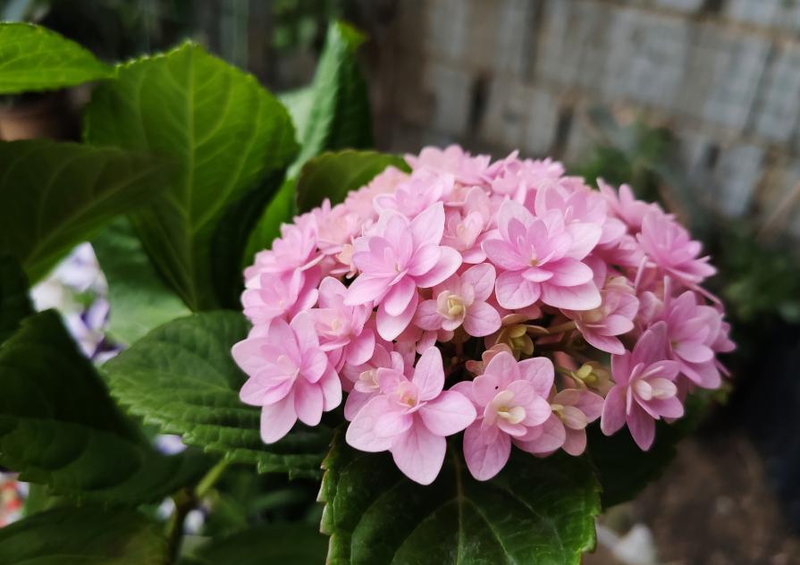 养花土壤碱大怎么弄,家里养花用水碱性太大了怎么办