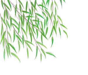 青芽甘露：一杯竹叶青，尽显君子情