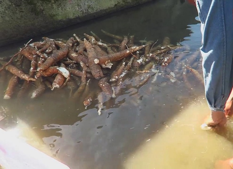 客家木薯粉块怎么吃,木薯粉怎么做出好吃的糖糕