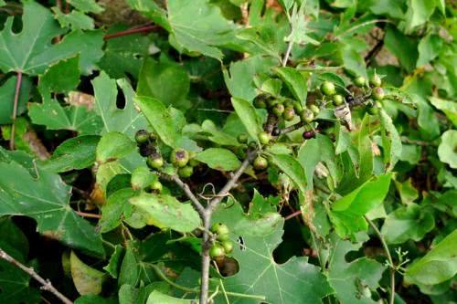 各个属相的幸运植物,十二属相的吉祥植物是什么