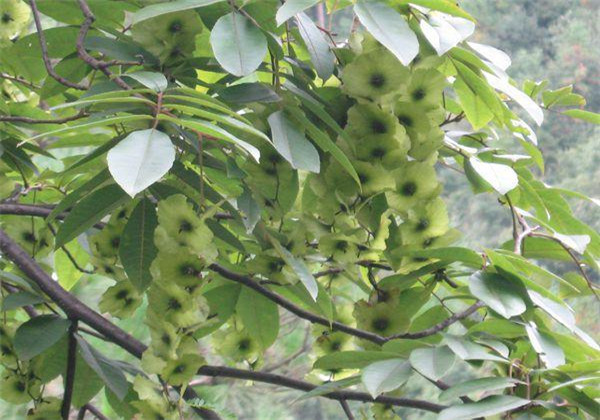 青钱柳生长哪些地区,青钱柳适合在什么地方种植