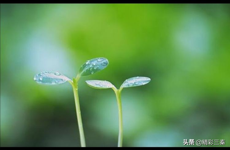 崇凝镇中心小学六一,崇小校园活动