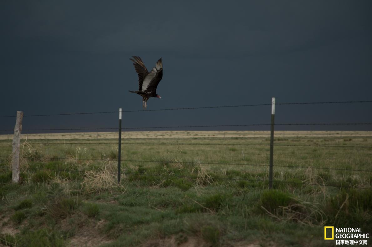驱散兀鹫非常难？这里有个科学的方法