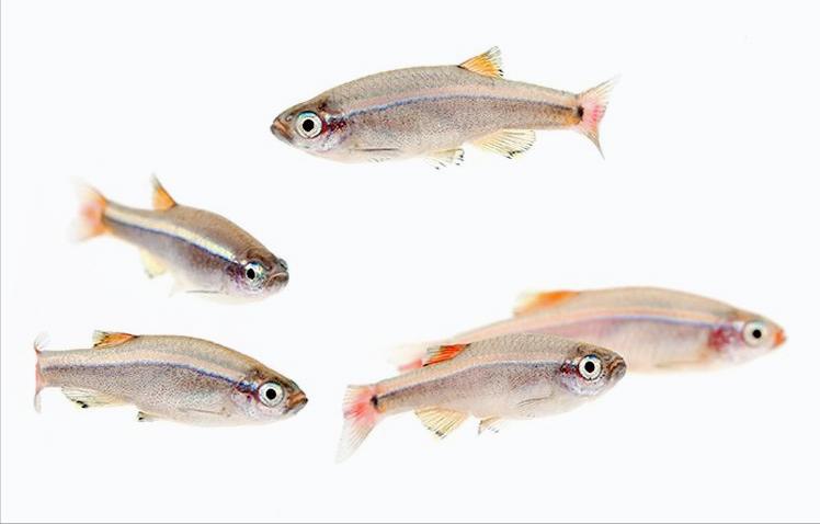 养白云金丝鱼需要过滤吗,养白云金丝鱼的缺点和优点