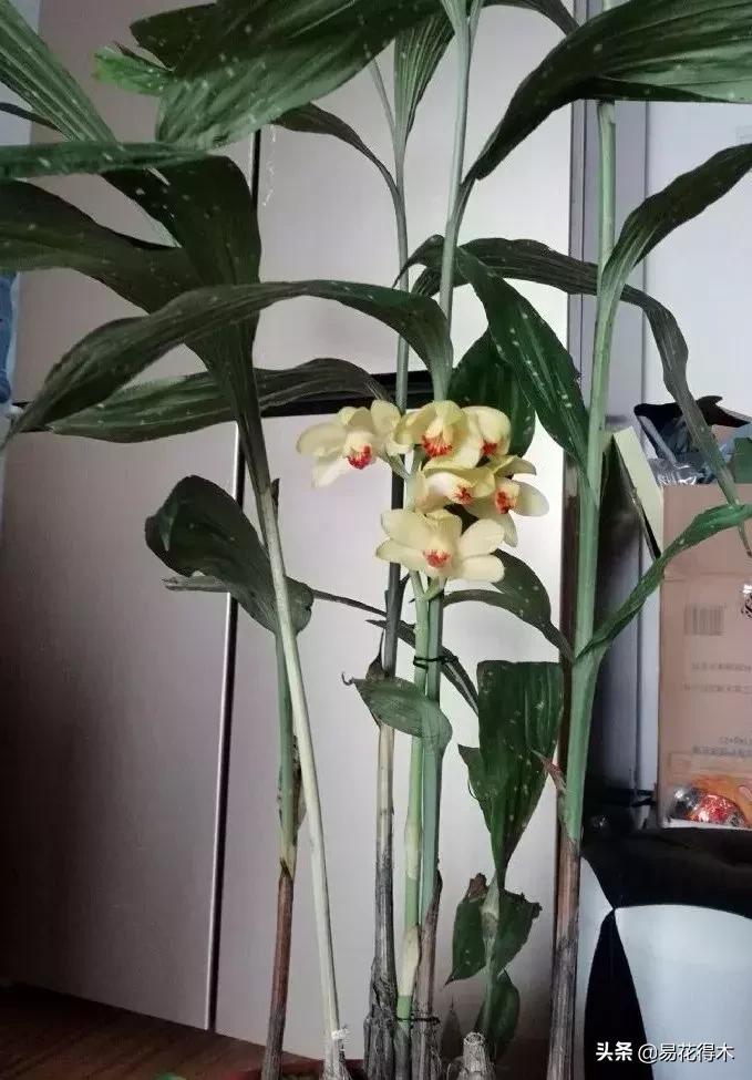 兰花推荐亭亭玉立的鹤顶兰,金斑鹤顶兰花