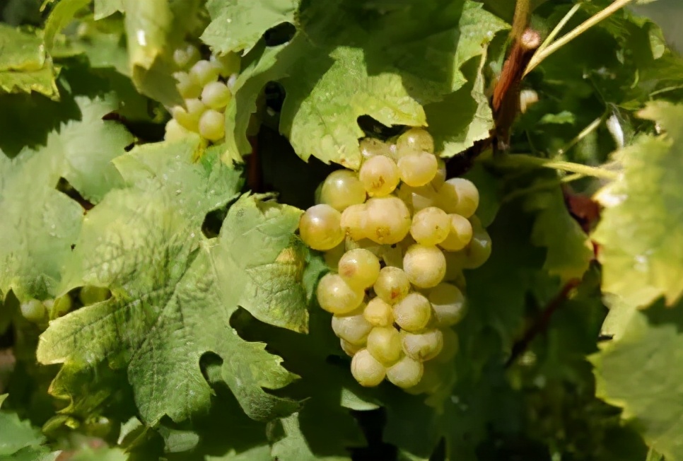 葡萄酒看什么,葡萄酒的葡萄品种介绍