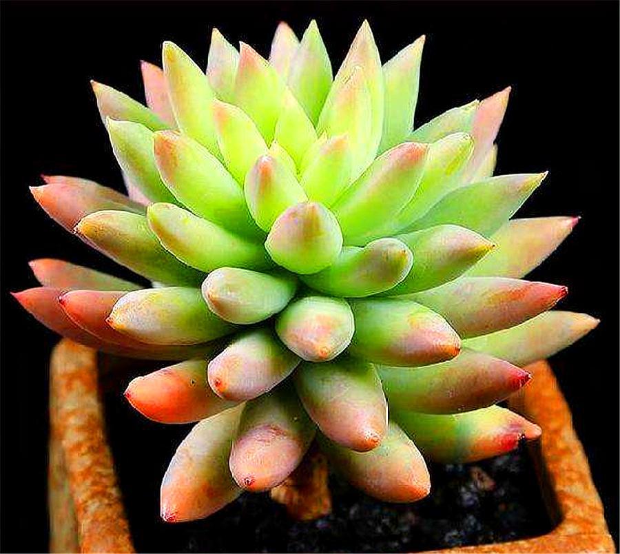 千佛手叶子发蔫浇了水还是干瘪,千佛手干瘪是什么原因