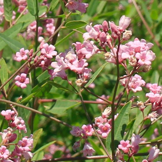 亚麻面料衣服的优势,罗布麻面料的套装