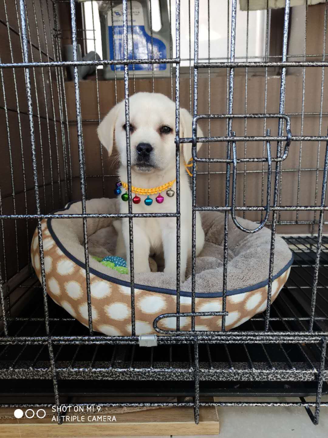 养两只拉布拉多是怎样的体验,养只拉布拉多能收获多种体验