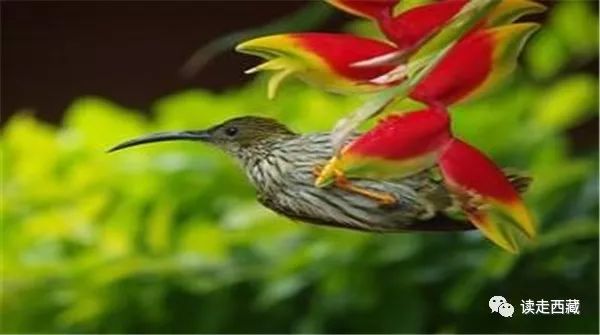 西藏墨脱到波密的路上风景如画,墨脱的秘境瀑布